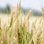 यूएस धान्य, मांस, पशुखाद्यासाठी दर कपात होण्याची शक्यता नाही