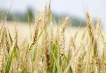 यूएस धान्य, मांस, पशुखाद्यासाठी दर कपात होण्याची शक्यता नाही