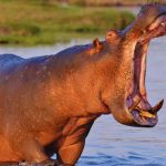 5 प्राणी जे जमीन आणि पाणी दोन्हीवर भरभराट करतात आणि त्यांना कुठे शोधायचे