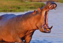 5 प्राणी जे जमीन आणि पाणी दोन्हीवर भरभराट करतात आणि त्यांना कुठे शोधायचे