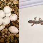 घरातील सरडे घरांमध्ये कुठे अंडी घालतात: गुप्त लपण्याचे ठिकाण स्पष्ट केले