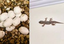 घरातील सरडे घरांमध्ये कुठे अंडी घालतात: गुप्त लपण्याचे ठिकाण स्पष्ट केले