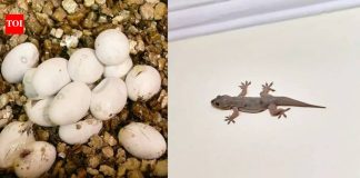 घरातील सरडे घरांमध्ये कुठे अंडी घालतात: गुप्त लपण्याचे ठिकाण स्पष्ट केले