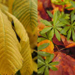 पिवळ्या पानांचे निराकरण कसे करावे आणि आपल्या झाडांना पुन्हा हिरवे कसे करावे