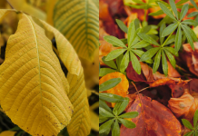 पिवळ्या पानांचे निराकरण कसे करावे आणि आपल्या झाडांना पुन्हा हिरवे कसे करावे