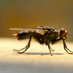 या साध्या किचन हॅकसह माशांपासून त्वरित मुक्त व्हा