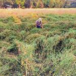 अवकाळी पावसामुळे राज्यातील ६४,००० हेक्टरवरील रब्बी पिकांचे आणि फळांचे नुकसान; अहिल्यानगर आणि जळगावला सर्वाधिक फटका बसला