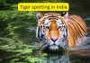 भारतातील 5 राष्ट्रीय उद्याने जिथे वाघ दिसण्याची शक्यता 70-90 टक्के आहे; मोठी मांजर पाहण्यासाठी भारतातील सर्वात विश्वासार्ह सफारी