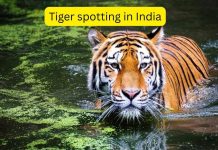 भारतातील 5 राष्ट्रीय उद्याने जिथे वाघ दिसण्याची शक्यता 70-90 टक्के आहे; मोठी मांजर पाहण्यासाठी भारतातील सर्वात विश्वासार्ह सफारी