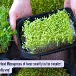 सुपरफूड मायक्रोग्रीन्स घरीच सोप्या, बजेट-अनुकूल पद्धतीने स्मार्टपणे कसे वाढवायचे!