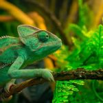 फक्त गिरगिट नाही; 5 प्राणी जे रंग बदलू शकतात