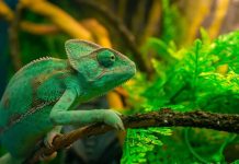 फक्त गिरगिट नाही; 5 प्राणी जे रंग बदलू शकतात