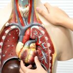 तुमचे फुफ्फुस, यकृत, आतडे आणि डोळ्यांना आधार देणारे अन्न