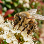 तुमच्या दारात मधमाश्या? प्रत्येक घरमालकाला प्रत्यक्षात काय माहित असणे आवश्यक आहे ते येथे आहे