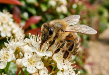 तुमच्या दारात मधमाश्या? प्रत्येक घरमालकाला प्रत्यक्षात काय माहित असणे आवश्यक आहे ते येथे आहे