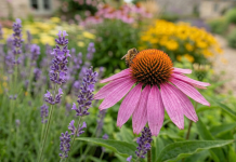 तुमच्या बागेला सध्या सहा कमी-देखभाल फुलांची गरज आहे