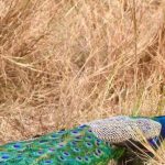 एनआयबीएम-उंद्रीचे हिरवे ठिपके उष्णता, टंचाईमध्ये कोरडे पडले आहेत