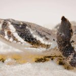 किंग कोब्रा, अजगर आणि इतर विषारी सापांना त्यांची वैज्ञानिक नावे कशी मिळतात: छुपे नामकरण नियमांमागील धक्कादायक प्रक्रिया |