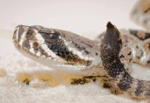 किंग कोब्रा, अजगर आणि इतर विषारी सापांना त्यांची वैज्ञानिक नावे कशी मिळतात: छुपे नामकरण नियमांमागील धक्कादायक प्रक्रिया |