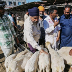दिल्ली सरकार ईदपूर्वी जनावरांची वाहतूक, विक्री आणि कुर्बानी यावर लक्ष ठेवते | भारत बातम्या