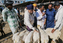 दिल्ली सरकार ईदपूर्वी जनावरांची वाहतूक, विक्री आणि कुर्बानी यावर लक्ष ठेवते | भारत बातम्या