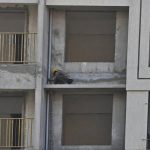 रावेत येथे बांधकामाच्या ठिकाणी झालेल्या स्फोटात कामगाराच्या पायाला गंभीर दुखापत पुणे बातम्या