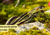 जगभरातील 5 देश जे सापमुक्त आहेत