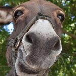 गाढवांबद्दल 7 आकर्षक तथ्ये