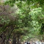 हवामान बदल असूनही भारत हिरवागार होण्याची शक्यता: IITM अभ्यास | पुणे बातम्या