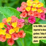 1800 च्या दशकात, लँटाना कॅमारा वसाहती बाग सजवण्यासाठी आयात केले गेले: आज ते भारतातील सर्वात व्यापक आक्रमक वनस्पतींपैकी एक बनले आहे