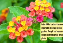 1800 च्या दशकात, लँटाना कॅमारा वसाहती बाग सजवण्यासाठी आयात केले गेले: आज ते भारतातील सर्वात व्यापक आक्रमक वनस्पतींपैकी एक बनले आहे