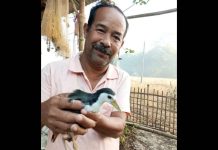 भरत बोराह: आसामच्या ‘हॉर्नबिल व्हिलेज’मधील भरत बोराह यांना भेटा, जो 30 वर्षांपासून जखमी पक्षी आणि प्राण्यांना कृत्रिम पाय तयार करून वाचवत आहे; त्याचे घर आता अनधिकृत बचाव केंद्र आहे